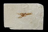 Cretaceous Lobster (Eryma) Fossil - Lebanon #173157-1